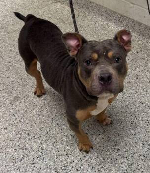Trolley -  Pit Bull Terrier and Mixed Breed Dog for Adoption in Kansas City, Missouri - Trolley | PetCurious