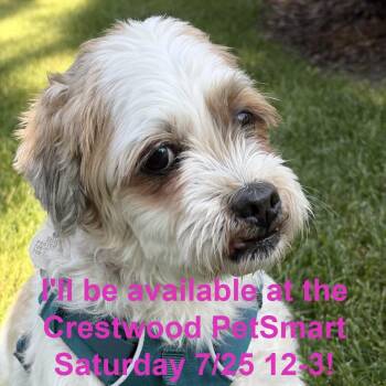 Prancer -  Mixed Breed Dog for Adoption in Matteson, Illinois - Prancer | PetCurious