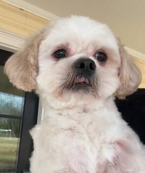 Shih Tzu Dogs Available for Adoption - Kevin | PetCurious