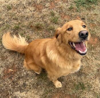 Izzy -  Golden Retriever Dog for Adoption in Mount Airy, North Carolina - Izzy | PetCurious