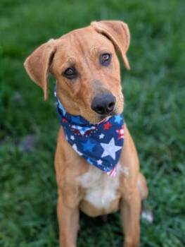 Chad -  Mixed Breed Dog for Adoption in Gulfport, Mississippi - Chad | PetCurious
