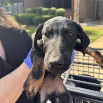 Havana -  Terrier Dog for Adoption in Birmingham, Alabama - Havana | PetCurious