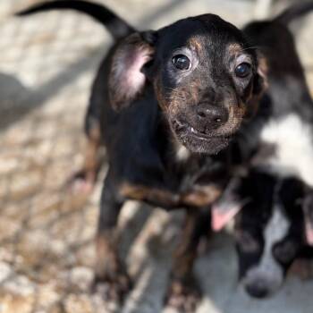 Attina -  Australian Cattle Dog Blue Heeler and Mixed Breed Dog Available for Adoption in Laredo, Texas - Attina | PetCurious