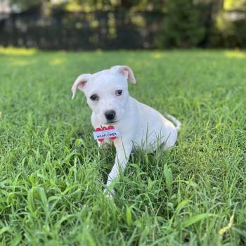 Wildflower -  Pit Bull Terrier Dog for Adoption in Wake Forest, North Carolina - Wildflower | PetCurious