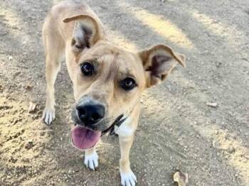 Rescue Mixed Breed Dogs for Adoption in Georgetown, Texas - Charlot | PetCurious