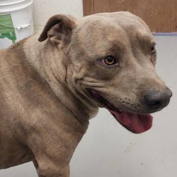 Pit Bull Terrier Dogs Available for Adoption in Kanab, Utah - Newt | PetCurious