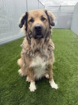 Great Pyrenees Dogs Available for Adoption in Delson, Quebec - Maui | PetCurious