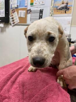 Zane -  Akita and Australian Cattle Dog Blue Heeler Dog for Adoption in Vancouver, Washington - Zane | PetCurious