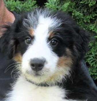 Mickey -  Australian Shepherd and Bernese Mountain Dog Dog for Adoption in Paris, Kentucky - Mickey | PetCurious