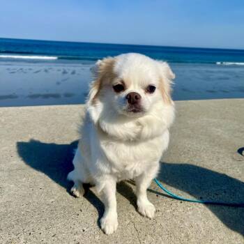 Chihuahua Dogs Available for Adoption in Pelham, New Hampshire - Nico | PetCurious