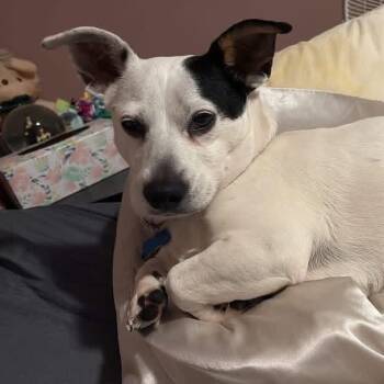 Chihuahua and Dachshund Dogs Available for Adoption - Chloe | PetCurious