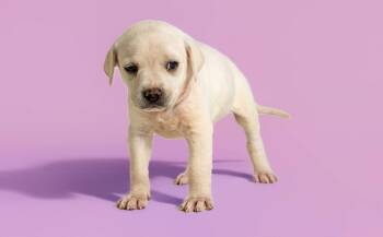 Labrador Retriever Dogs Available for Adoption in Wolcott, Connecticut - Rosemary | PetCurious