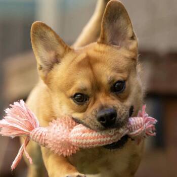 Squeak - ECAS -  Mixed Breed Dog Available for Adoption in Pleasanton, California - Squeak - ECAS | PetCurious
