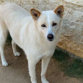 Husky Dogs Available for Adoption in New York, New York - Sugar | PetCurious