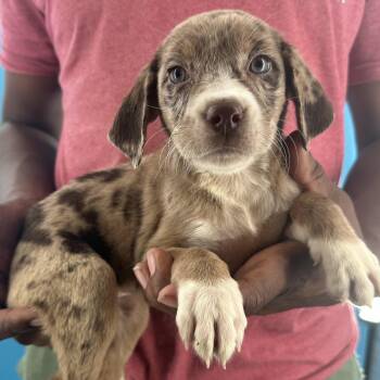 Lindsay - Local October 9-11 -  Catahoula Leopard Dog Dog for Adoption in Brookshire, Texas - Lindsay - Local October 9-11 | PetCurious