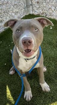 CHASE -  Pit Bull Terrier and Mixed Breed Dog for Adoption in Newton, North Carolina - CHASE | PetCurious
