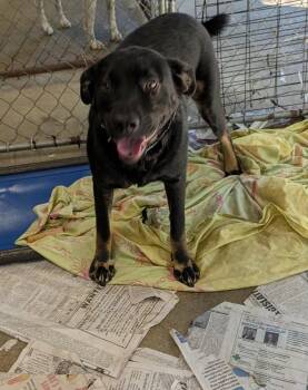 Tanner -  Doberman Pinscher and Shepherd Dog for Adoption in Frenchburg, Kentucky - Tanner | PetCurious