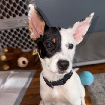 Briar -  Mixed Breed Dog for Adoption in Rochester, Minnesota - Briar | PetCurious