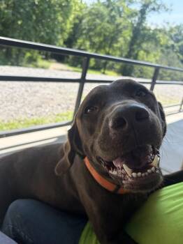 Oakley -  Labrador Retriever Dog Available for Adoption in Lawrenceburg, Tennessee - Oakley | PetCurious