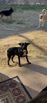 Lola -  Shepherd Dog for Adoption in Mico, Texas - Lola | PetCurious