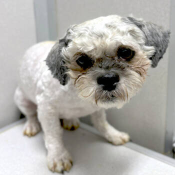 Rescue Maltese and Miniature Poodle Dogs for Adoption in Des Moines, Iowa - Ezra | PetCurious