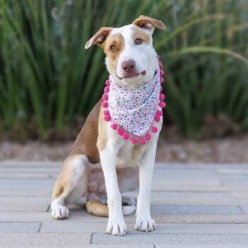 Mixed Breed Dogs Available for Adoption in Pelham, New Hampshire - Junie  | PetCurious