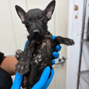 Teeny -  Terrier Dog for Adoption in Edinburg, Texas - Teeny | PetCurious