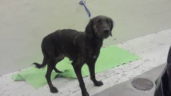 A2084077 -  Labrador Retriever Dog for Adoption in Houston, Texas - A2084077 | PetCurious