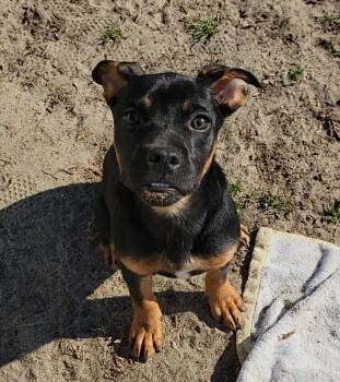 Boxer Dogs Available for Adoption - Uno | PetCurious