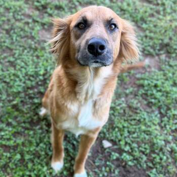 Allie -  Labrador Retriever Dog Available for Adoption - Allie | PetCurious