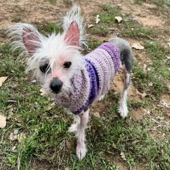 Wheezer -  Chinese Crested Dog Dog for Adoption in Pelham, New Hampshire - Wheezer | PetCurious