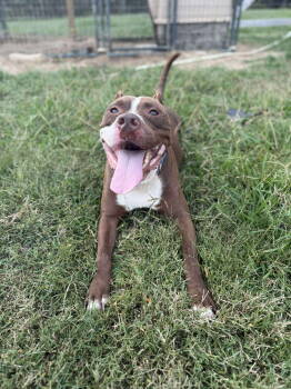 Rescue Pit Bull Terrier Dogs for Adoption in Germantown, Ohio - Juice | PetCurious