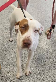 Rescue Mixed Breed Dogs for Adoption in Palmetto, Florida - ELI | PetCurious