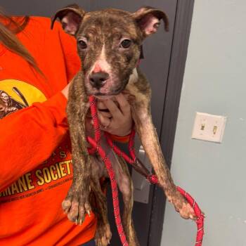 Bloob -  Mixed Breed Dog for Adoption in Edwardsville, Illinois - Bloob | PetCurious