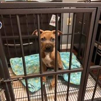 Honey Bea -  Terrier Dog for Adoption in St. Louis, Missouri - Honey Bea | PetCurious