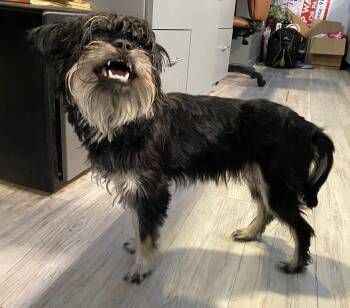 Rescue Shih Tzu and Yorkshire Terrier Dogs for Adoption in Canutillo, Texas - Kazi | PetCurious