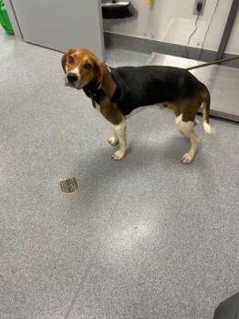 Rescue Beagle Dogs for Adoption in Sevierville, Tennessee - Shotgun | PetCurious