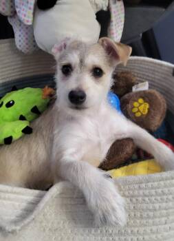 Brioche -  Chihuahua and Schnauzer Dog for Adoption in Winter Garden, Florida - Brioche | PetCurious