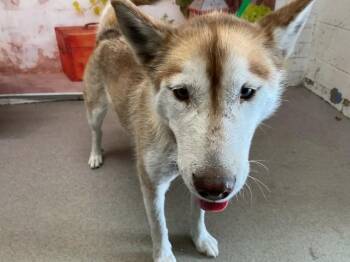Siberian Husky Dogs Available for Adoption in San Bernardino, California - PRIAH | PetCurious