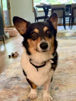 Arlo-I26027 -  Pembroke Welsh Corgi Dog for Adoption in Anoka, Minnesota - Arlo-I26027 | PetCurious