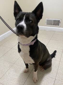 Glacia -  Husky and Mixed Breed Dog for Adoption in Fall River, Massachusetts - Glacia | PetCurious