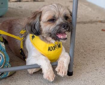 Pooh Bear -  Shih Tzu and Lhasa Apso Dog for Adoption in Plain City, Ohio - Pooh Bear | PetCurious