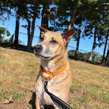 Miko -  Mixed Breed and None Dog for Adoption in Hampton Bays, New York - Miko | PetCurious