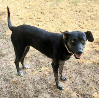 Rescue Labrador Retriever Dogs for Adoption in Ashland, Kentucky - Tracey | PetCurious