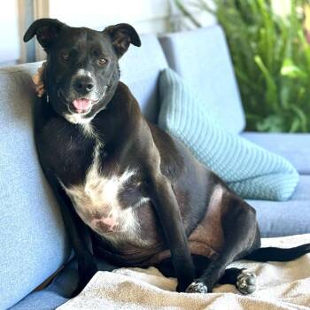 Black Labrador Retriever Dogs Available for Adoption in Ramona, California - Martini | PetCurious