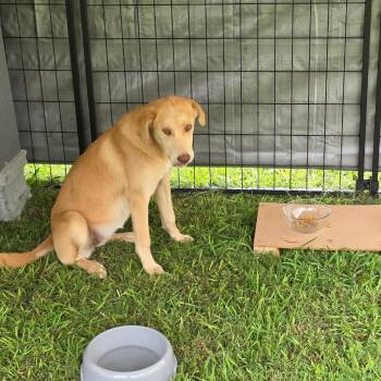 Jack -  Mixed Breed Dog for Adoption in Rossville, Georgia - Jack | PetCurious