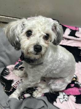 Poppy -  Havanese Dog Available for Adoption in Manchester, Tennessee - Poppy | PetCurious