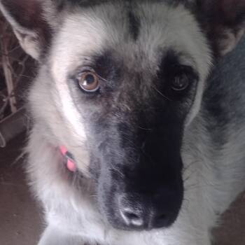 Angel -  German Shepherd Dog Dog for Adoption in Carlsbad, California - Angel | PetCurious