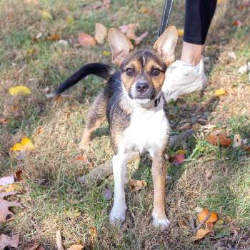 Rescue Boston Terrier and Chihuahua Dogs for Adoption in West Grove, Pennsylvania - Daisy  (Female)     Avail  11/15 | PetCurious
