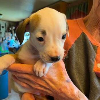Trail -  Pit Bull Terrier and Mixed Breed Dog for Adoption in South Elgin, Illinois - Trail | PetCurious